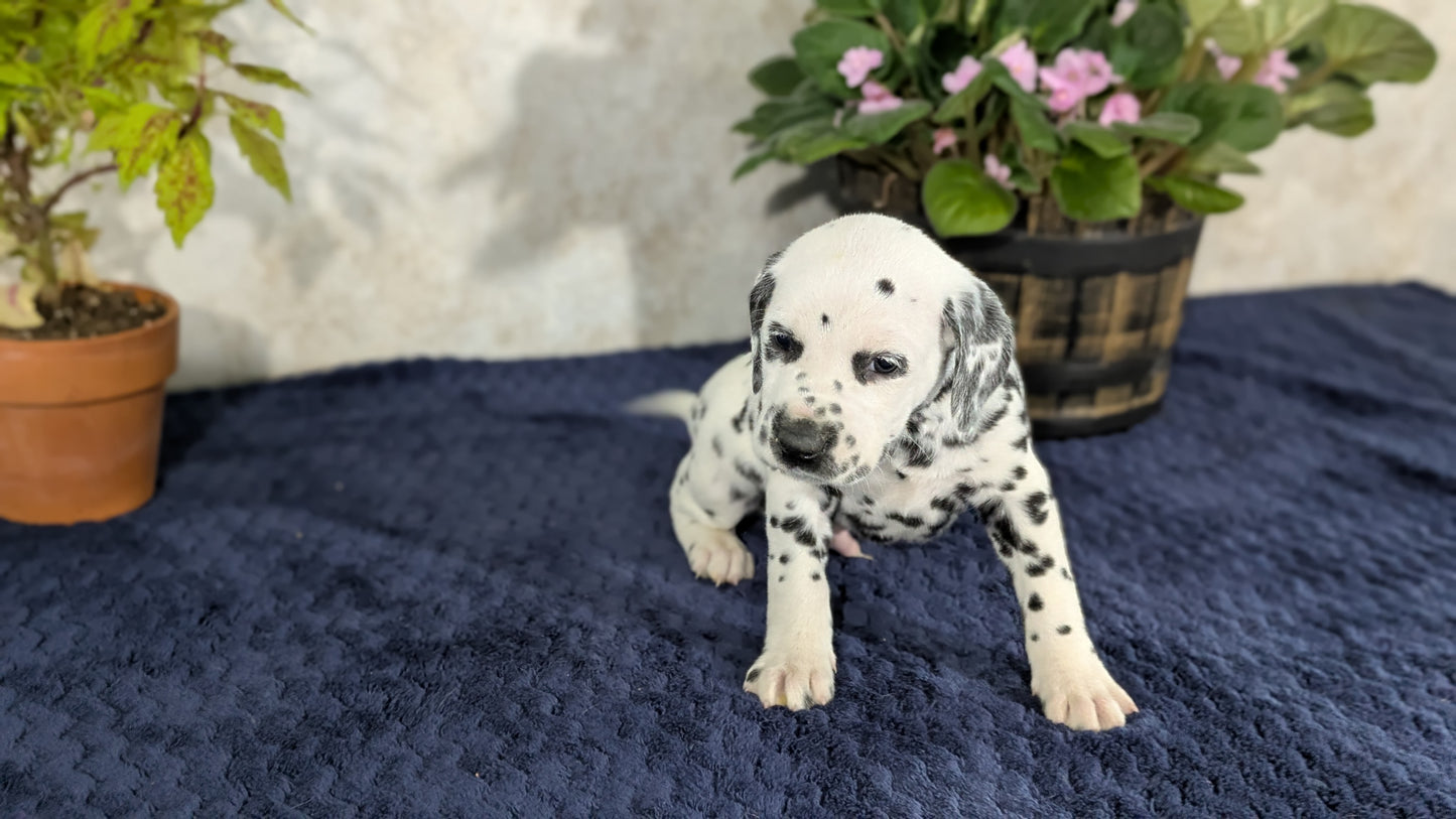 DALMATIAN (02/14) MALE
