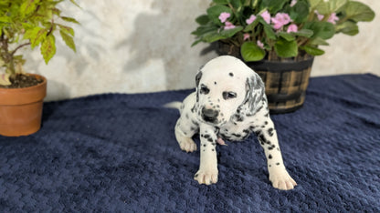 DALMATIAN (02/14) MALE