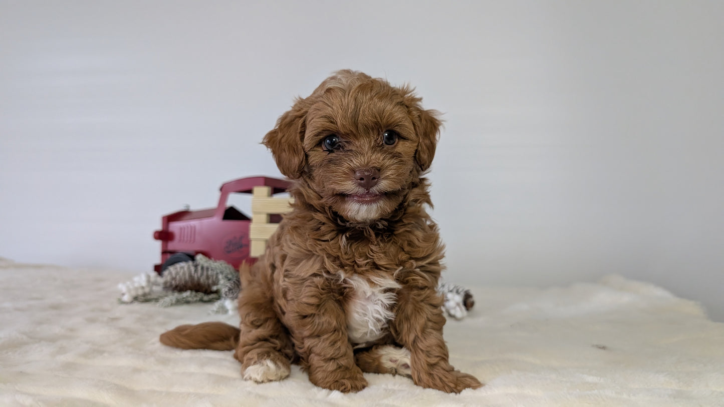 HAVAPOO (NOV 27) MALE