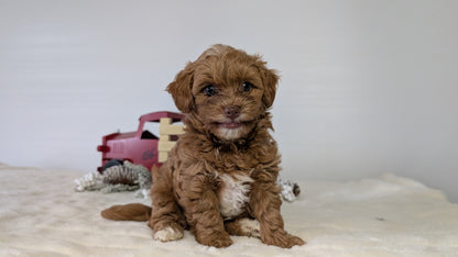 HAVAPOO (NOV 27) MALE