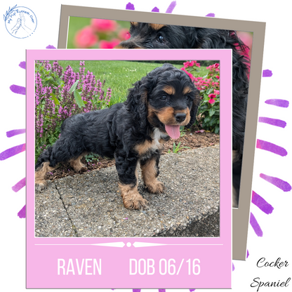 COCKER SPANIEL (06/16) FEMALE