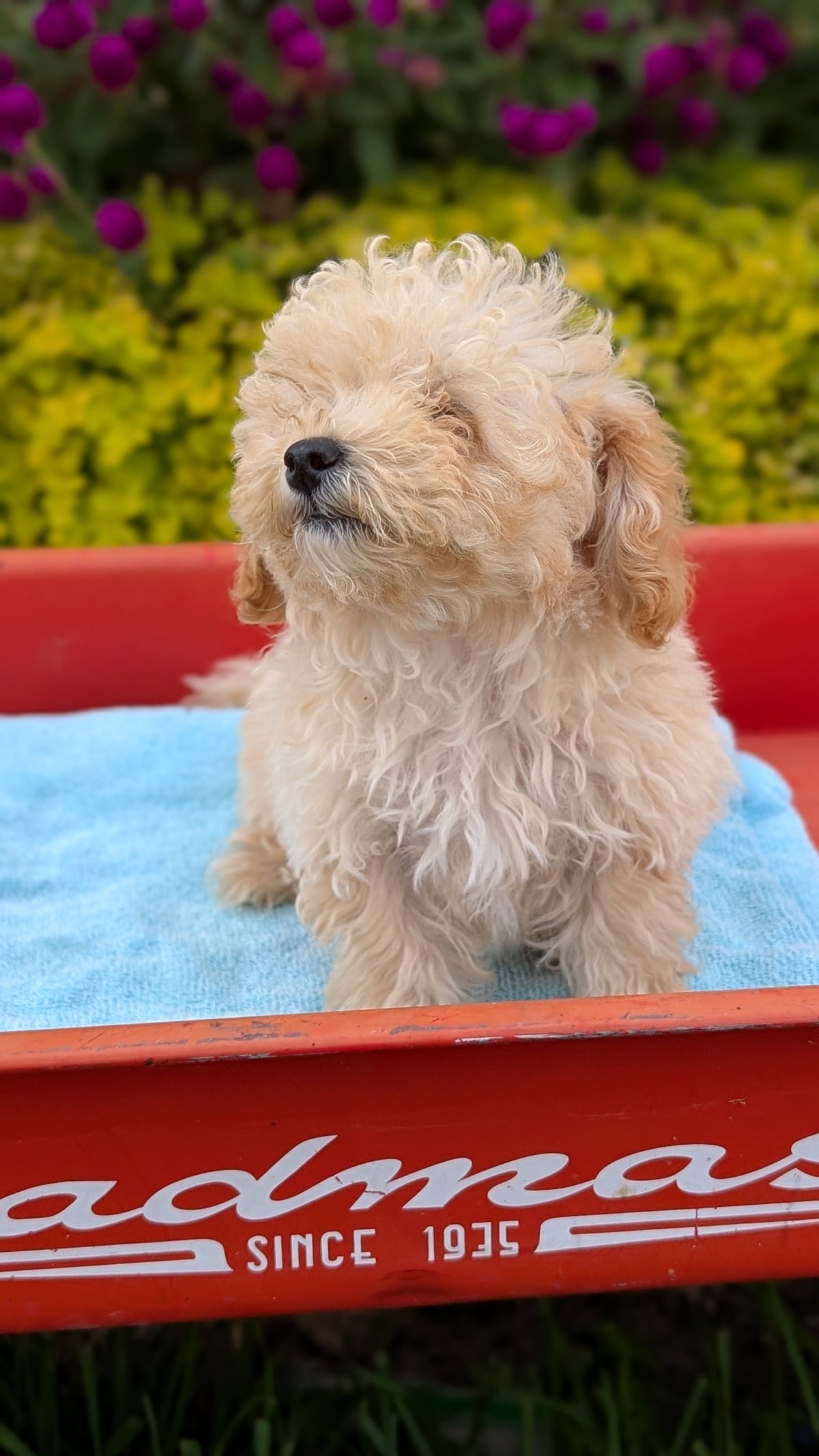 MINI POODLE (JUN 21) 4 MALES