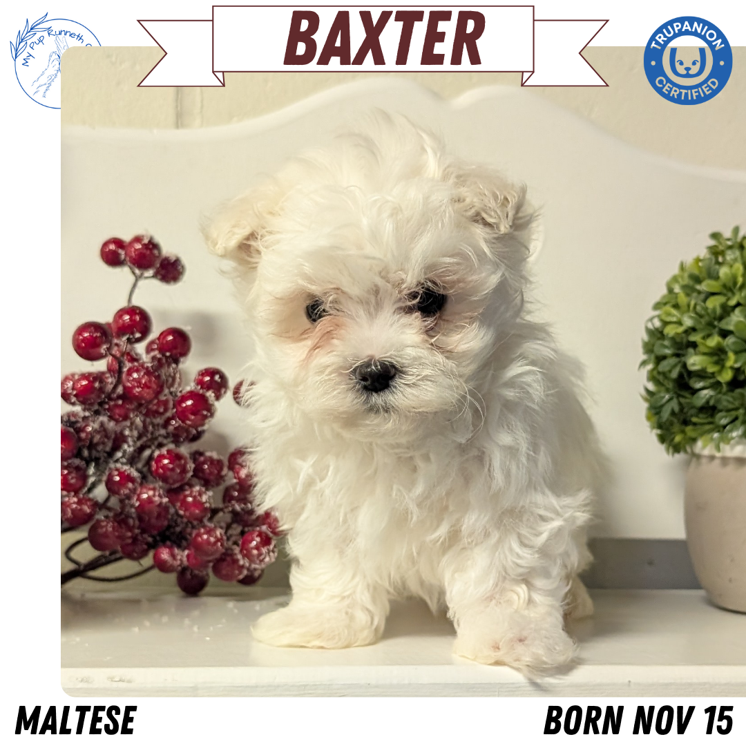 MALTESE (NOV 15) MALES