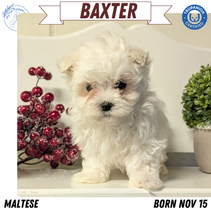 MALTESE (NOV 15) MALES