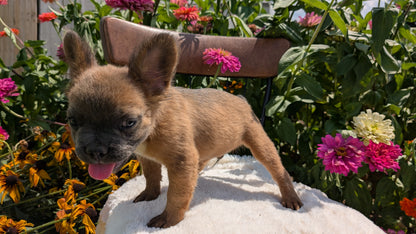 FRENCH BULLDOG (05/07) MALE