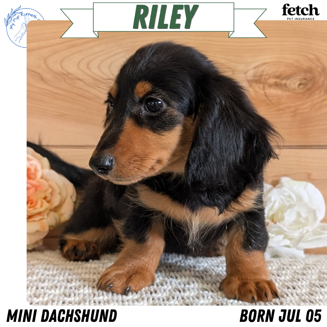 MINI DACHSHUNDS (JUL 05) 2 MALES/2 FEMALES