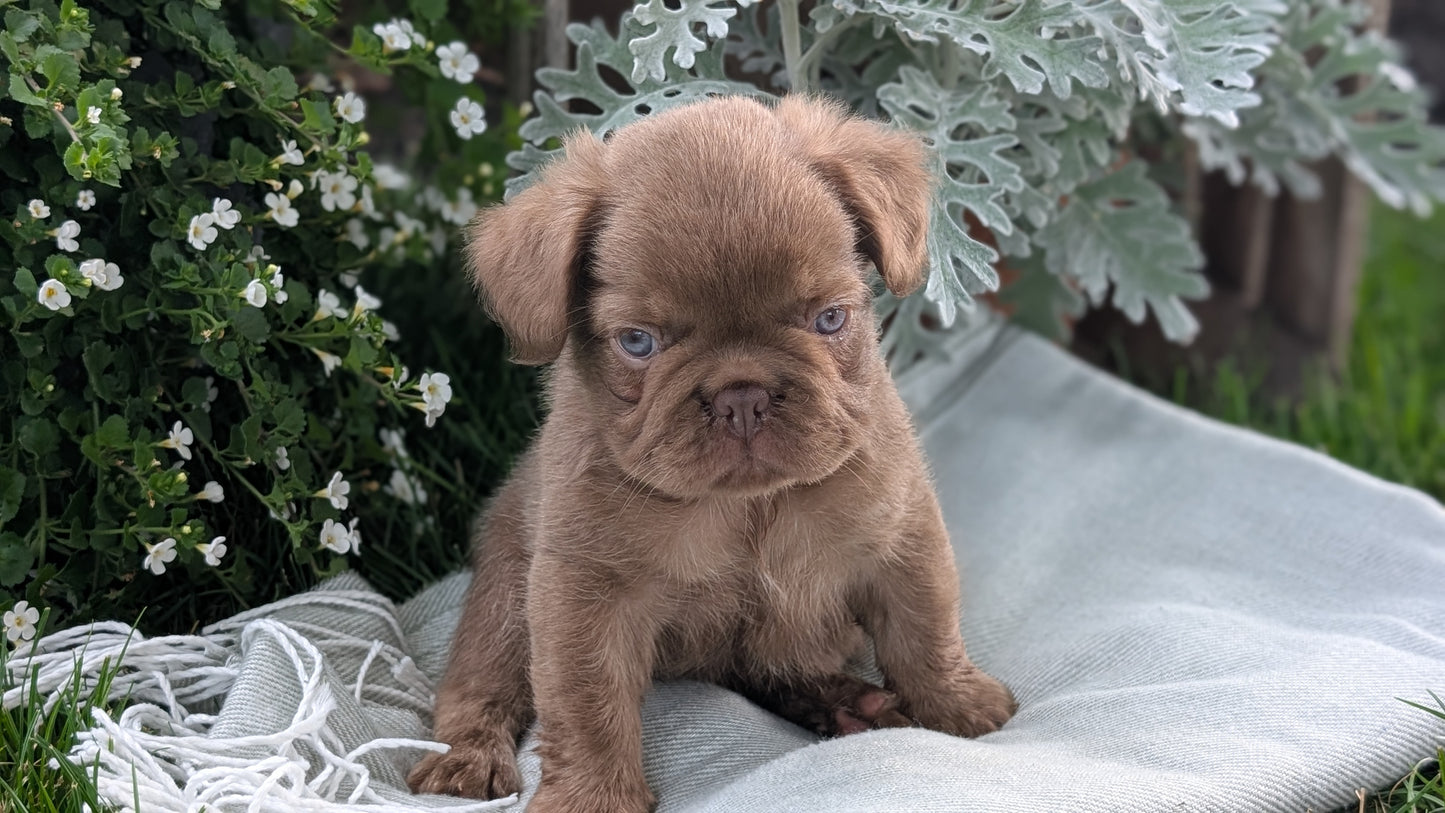 FRENCH BULLDOG (MAY 26) MALE