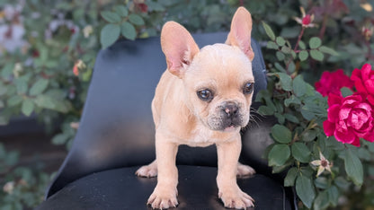 FRENCH BULLDOG (JUN 26) 2 MALES