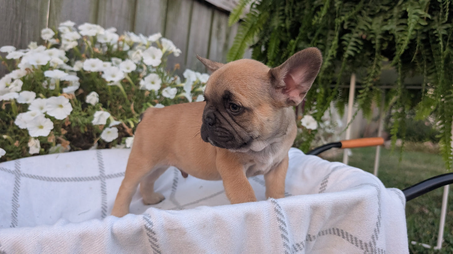 FRENCH BULLDOG (07/15) MALE