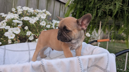 FRENCH BULLDOG (07/15) MALE