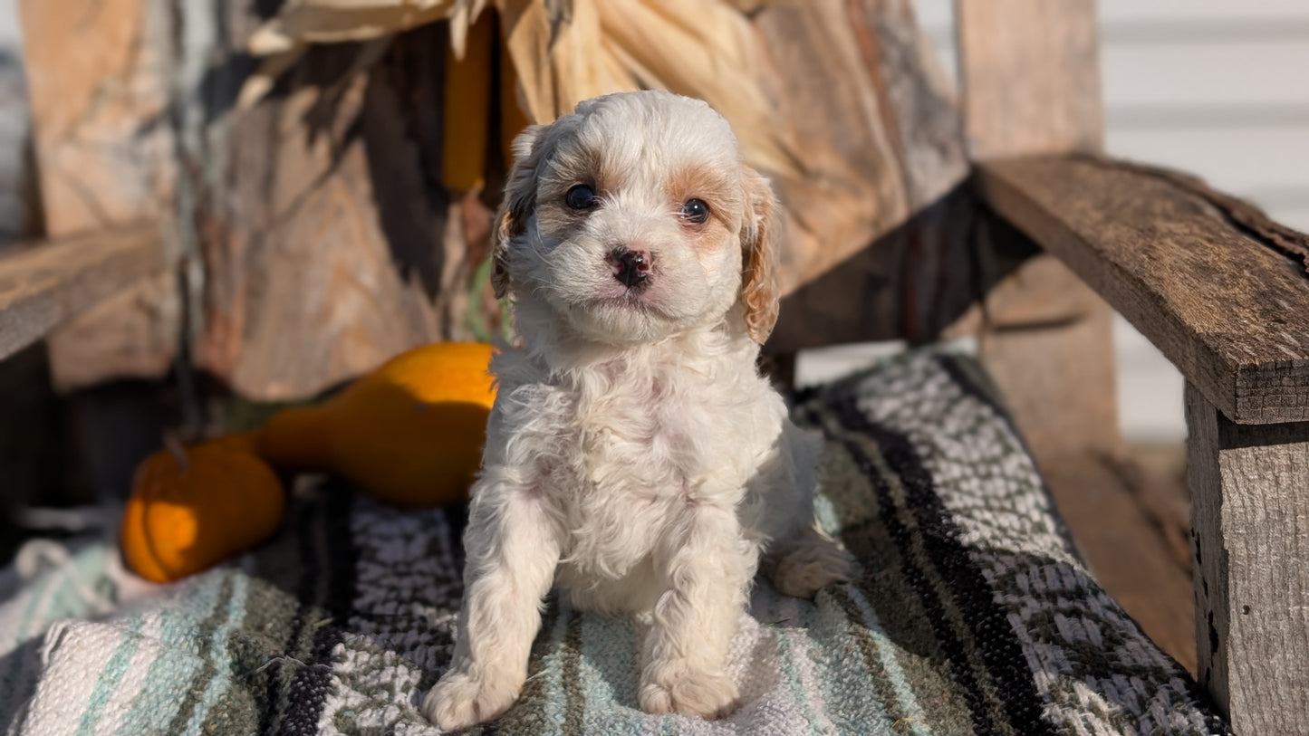 CAVAPOO (OCT 02) MALES