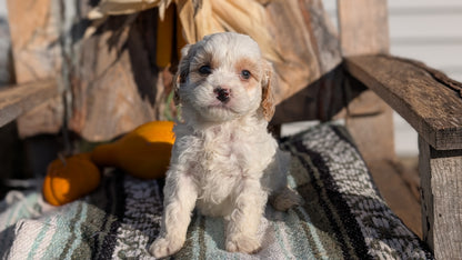 CAVAPOO (OCT 02) MALES