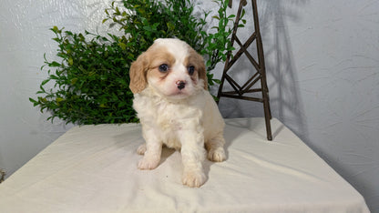 CAVAPOO (02/17) FEMALE