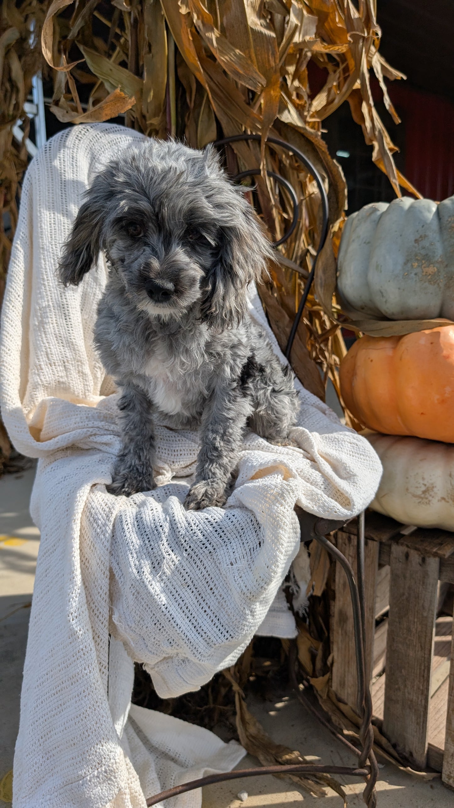 COCKAPOO (05/02) FEMALE