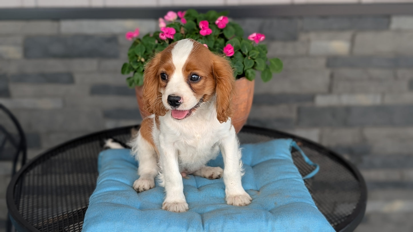CAVALIER (05/06) MALE