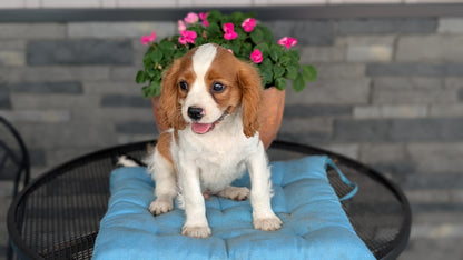 CAVALIER (05/06) MALE