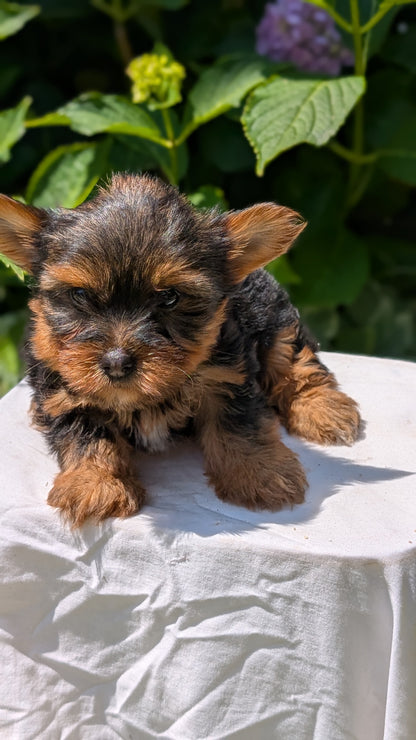 YORKSHIRE TERRIER (05/23) MALE