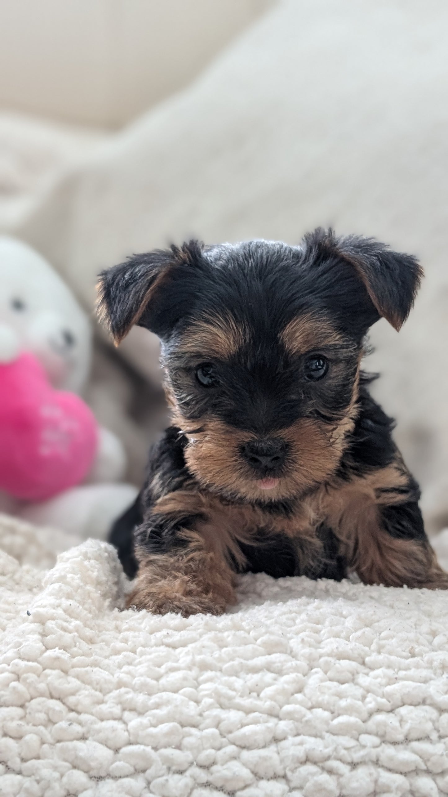 YORKSHIRE TERRIER (DEC 24) MALES