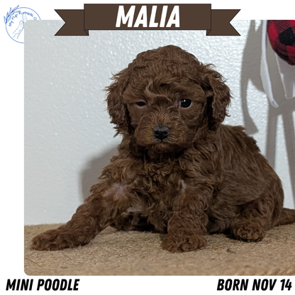 MINI POODLE (NOV 14) FEMALE