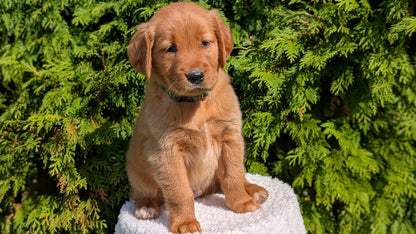 GOLDEN RETRIEVER (07/17) FEMALE