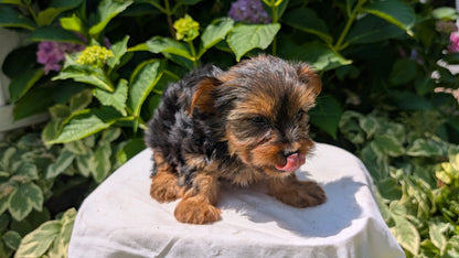 YORKSHIRE TERRIER (05/23) FEMALE