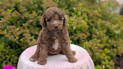 MINI POODLE (06/07) FEMALE