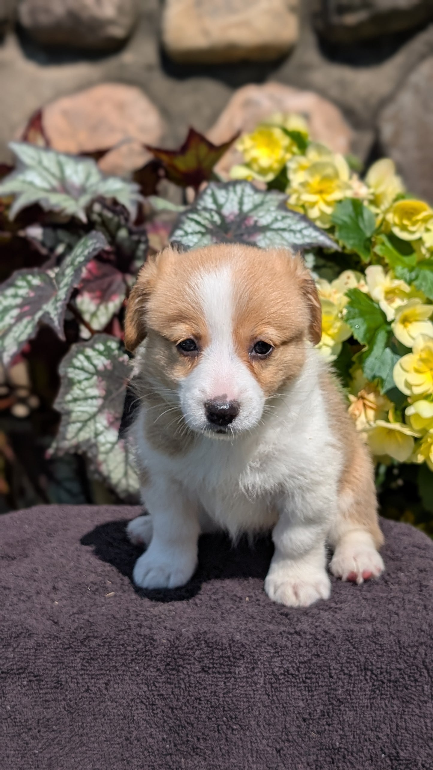 CORGI (JUL 13) 2 FEMALES/3 MALES