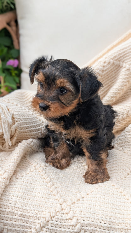 YORKSHIRE TERRIER (MAY 20) MALE