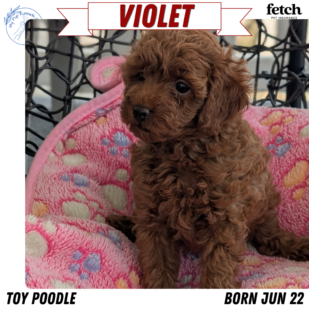 TOY POODLE (JUN 22) FEMALES