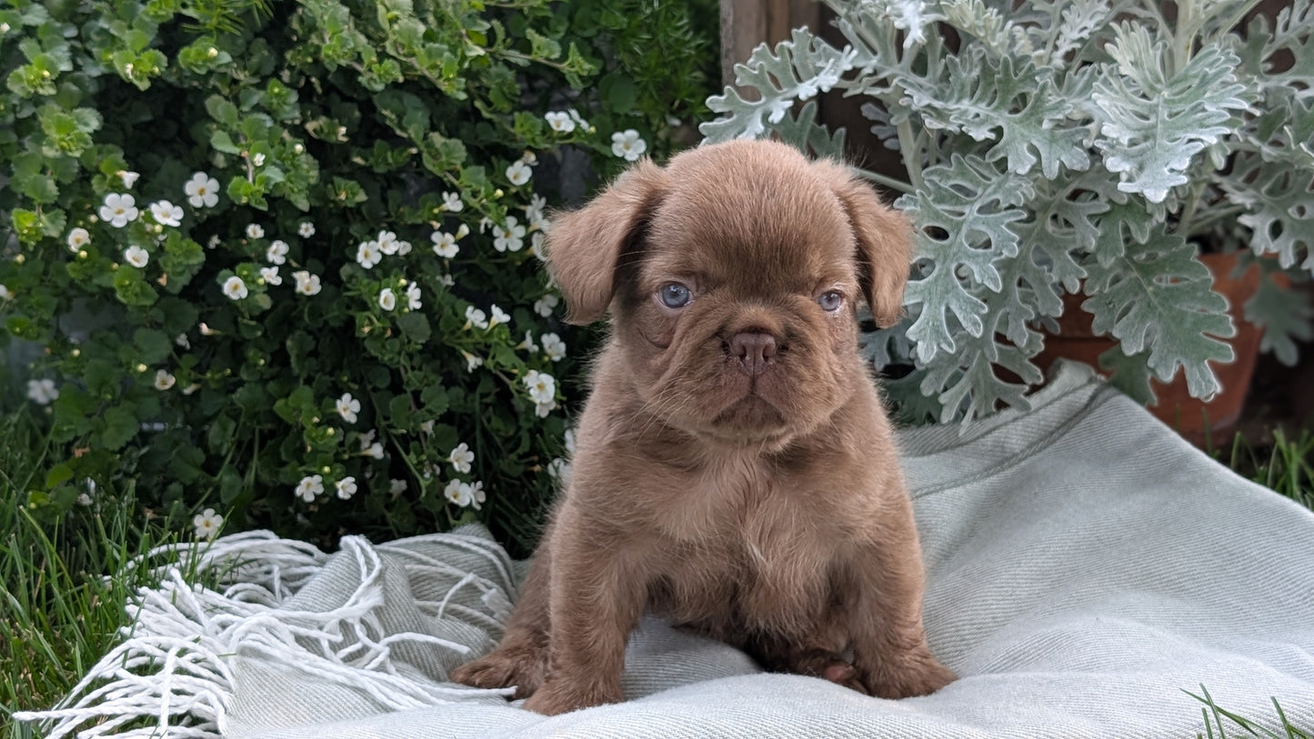 FRENCH BULLDOG (MAY 26) MALE