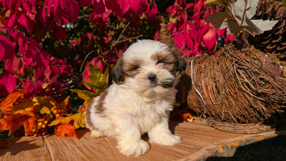 SHIH TZU (09/03) MALE