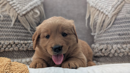 GOLDEN RETRIEVER (JUL 01) FEMALES