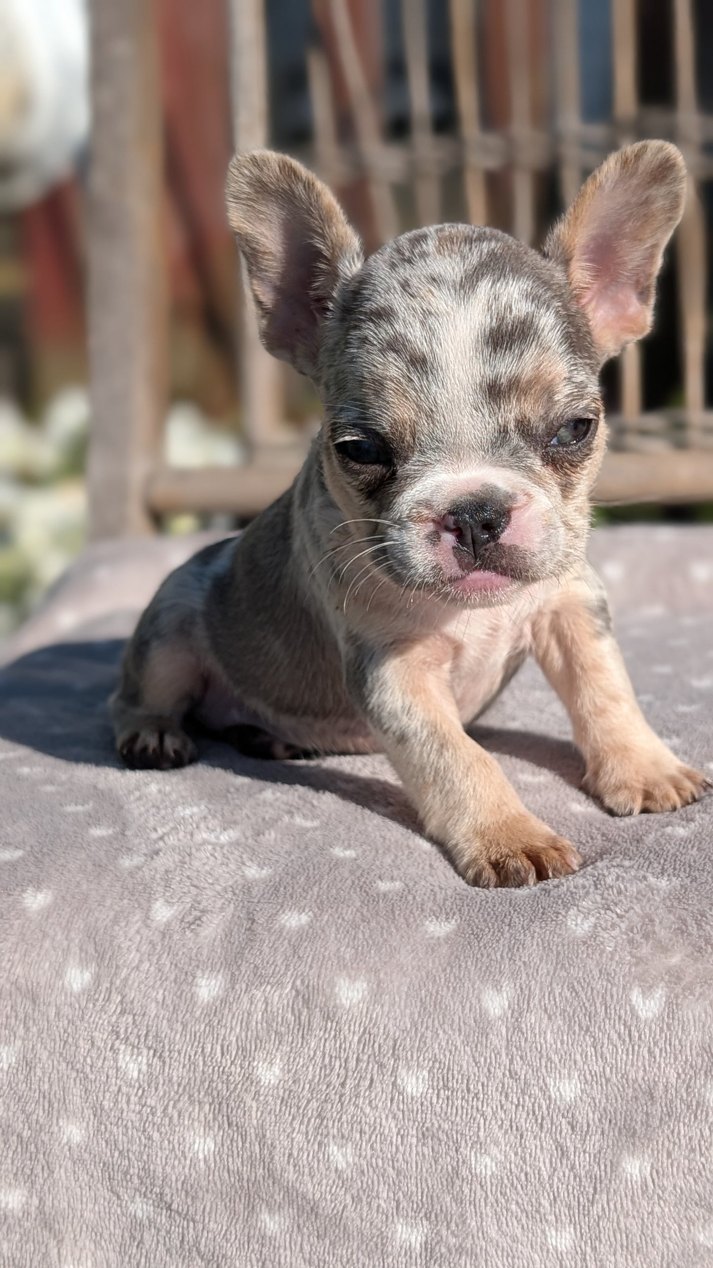 FRENCH BULLDOG (07/29) FEMALE