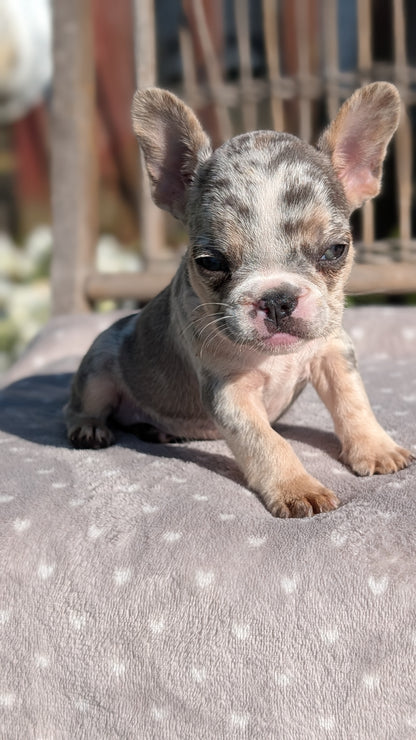 FRENCH BULLDOG (07/29) FEMALE