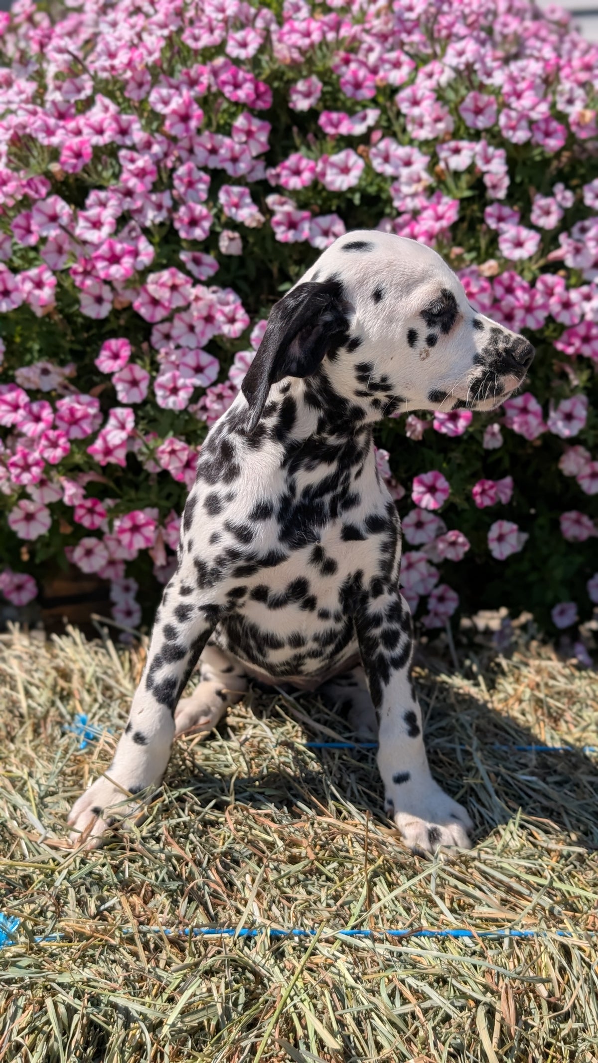 DALMATIAN (JUN 29) FEMALES