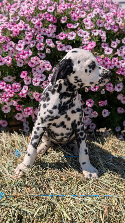 DALMATIAN (JUN 29) FEMALES