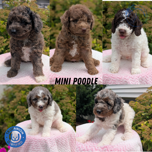 MINI POODLE (06/07) FEMALE