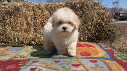 TEDDY BEAR (02/18) MALE