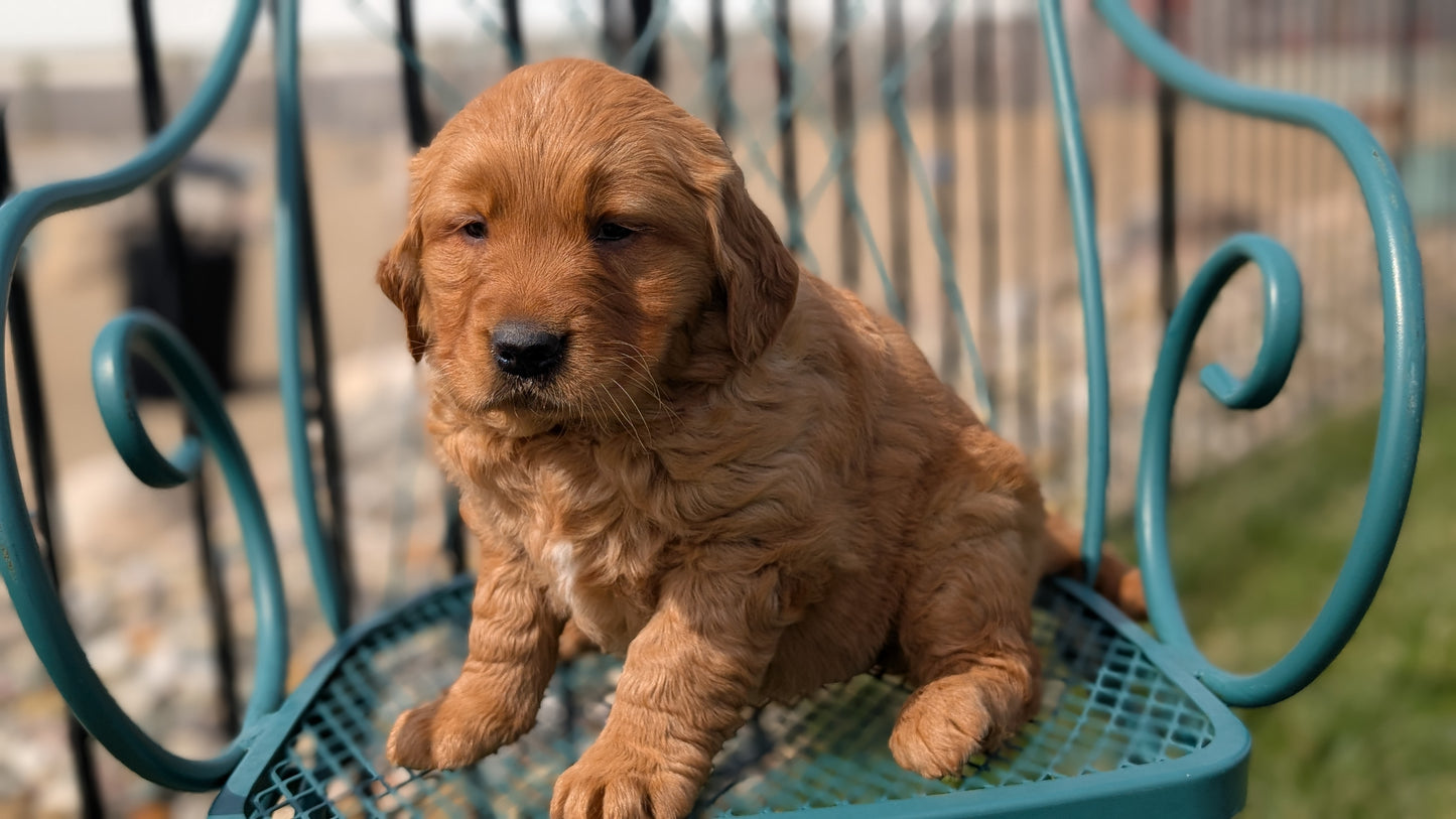GOLDEN RETRIEVER (FEB 04) FEMALES