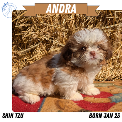 SHIH TZU (01/23) FEMALE
