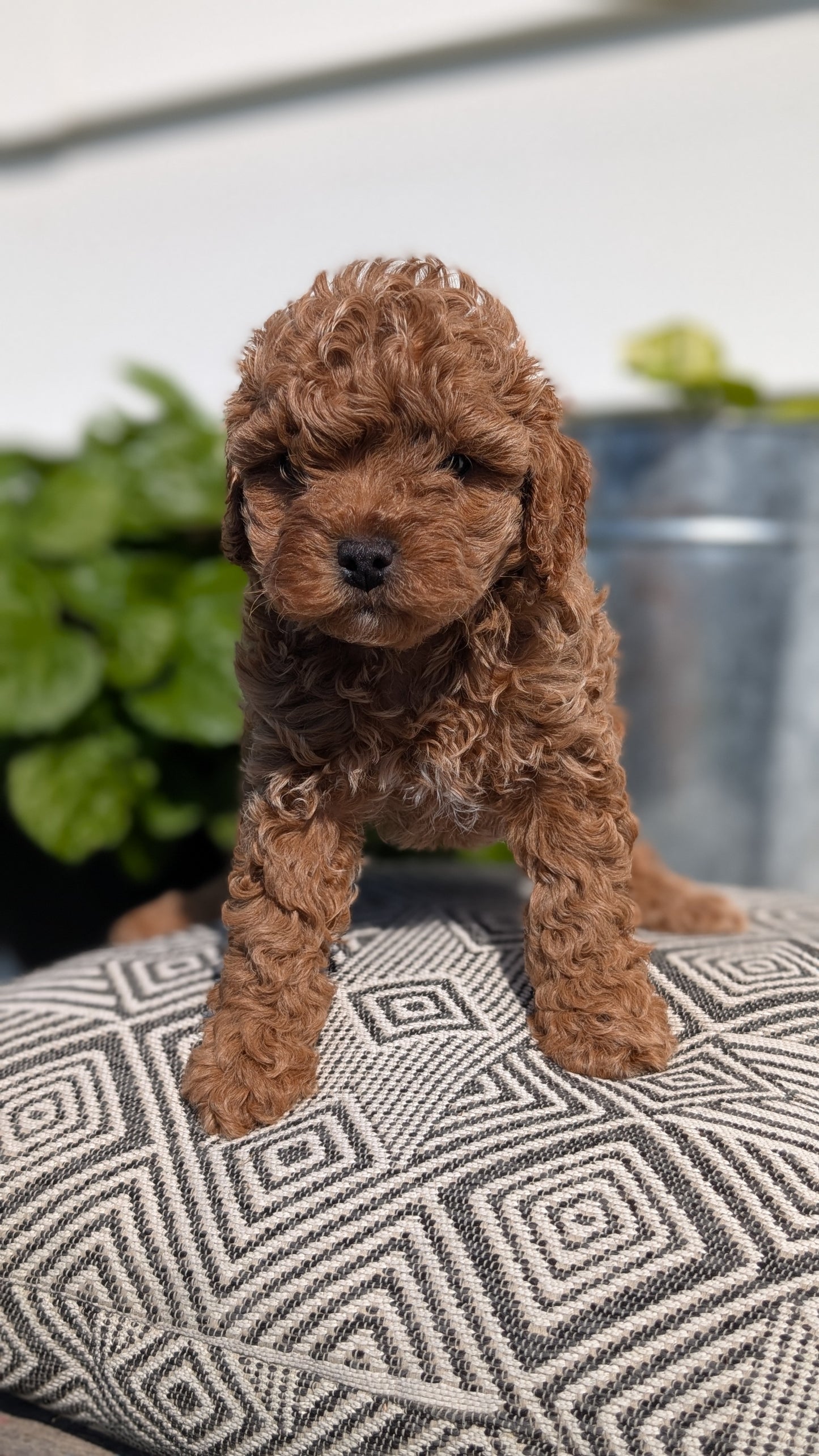 COCKAPOO (08/03) MALE