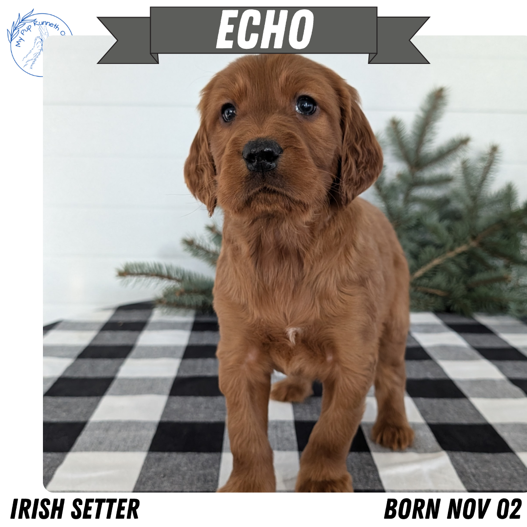 IRISH SETTER (NOV 02) MALES