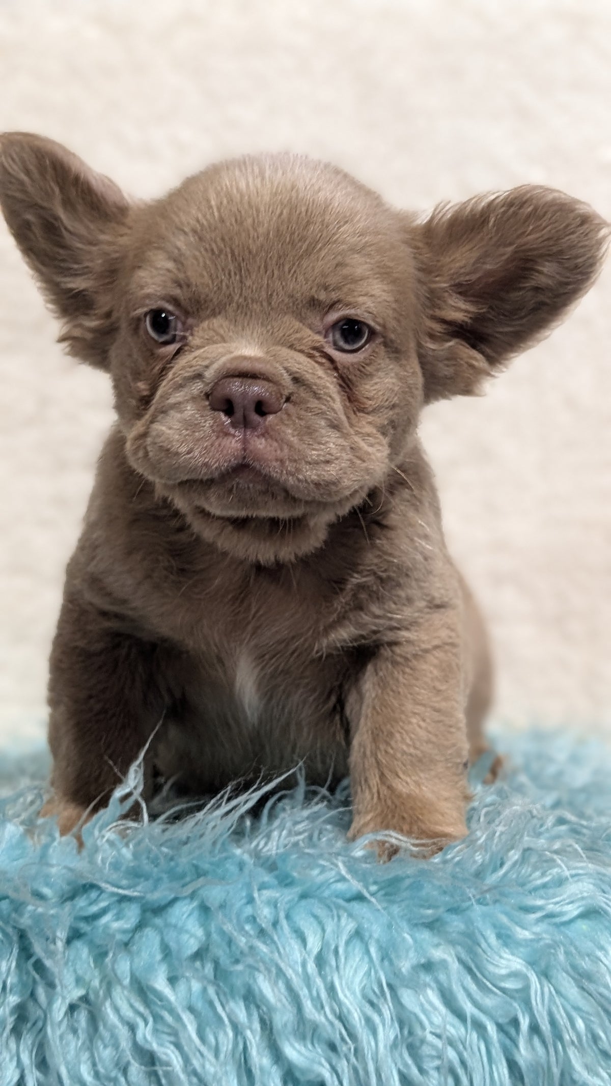 FRENCH BULLDOG (JUN 06) FEMALES