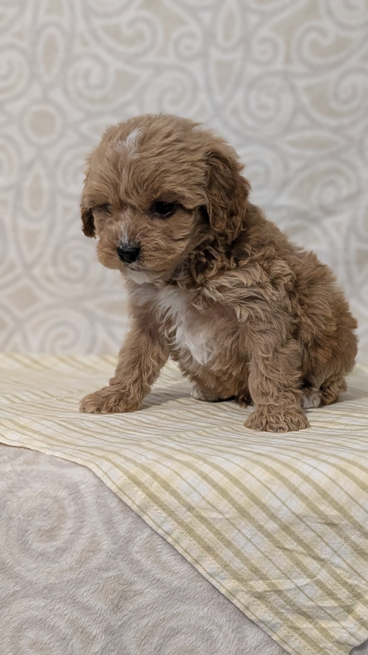 CAVAPOO (JAN 29) MALES