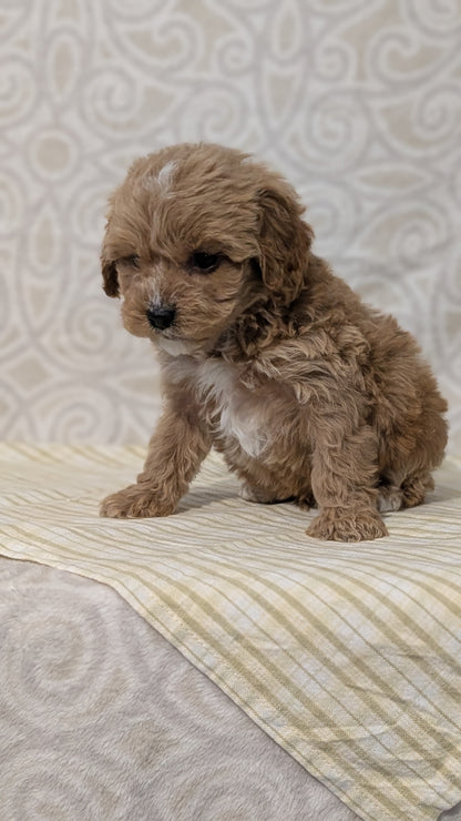 CAVAPOO (JAN 29) MALES