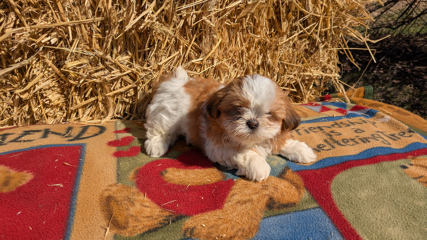 SHIH TZU (01/23) FEMALE