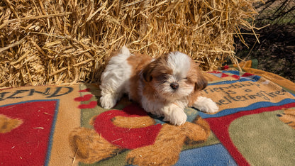 SHIH TZU (01/23) FEMALE