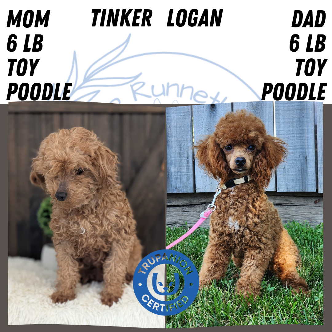 TOY POODLE (DEC 25) FEMALE