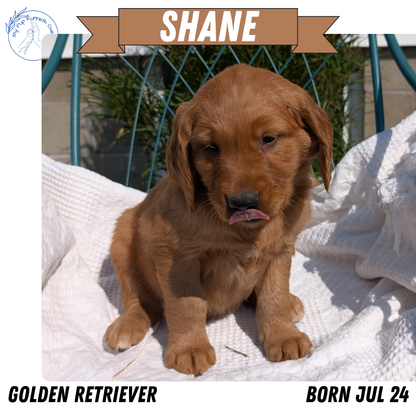 GOLDEN RETRIEVER (07/24) MALE