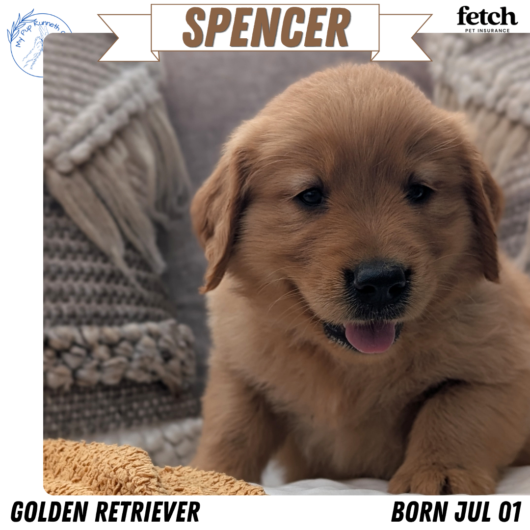 GOLDEN RETRIEVER (JUL 01) MALES